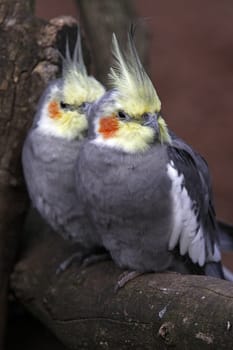 Two cockatiels on a branch