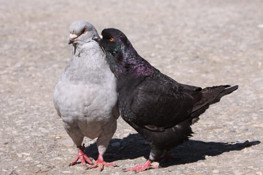 Modena Dove