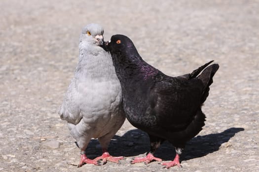 Modena Dove