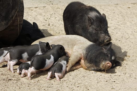 Sow with lactating piglets