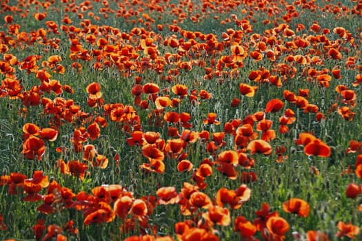 Poppy Field