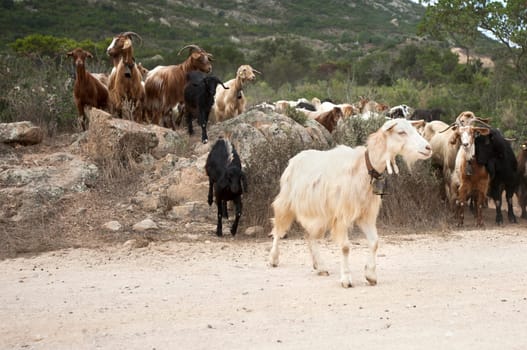 Goat herd