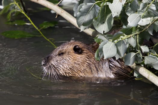 Nutria in the water