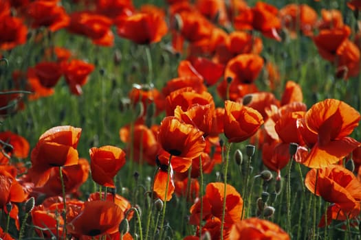 Poppy Field