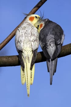 Cuddling cockatiels