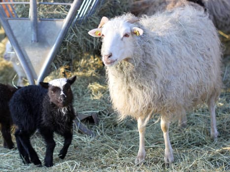 Black and white Skudden lamb with ewe at Sababurg Zoo