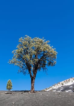 Pine trees on the desolate landscape at Sunset Crater in Flagstaff, Arizona