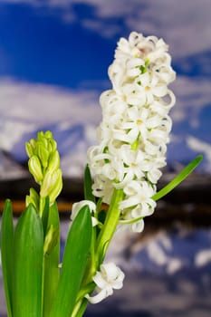 Hyacinth in the mountains