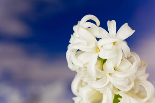 Hyacinth in the mountains
