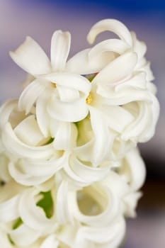 Hyacinth in the mountains