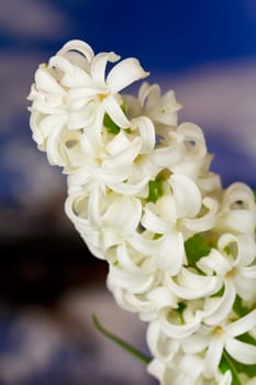 Hyacinth in the mountains