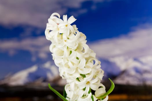 Hyacinth in the mountains