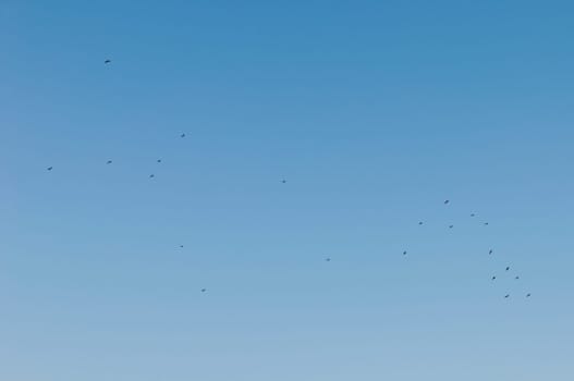 flock of birds flying against a gorgeous blue sky