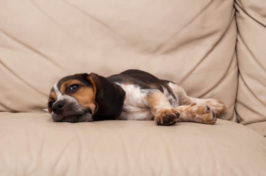 Beagle Sleeping