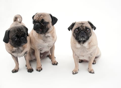Three Pugs, Isolated on a White Background.