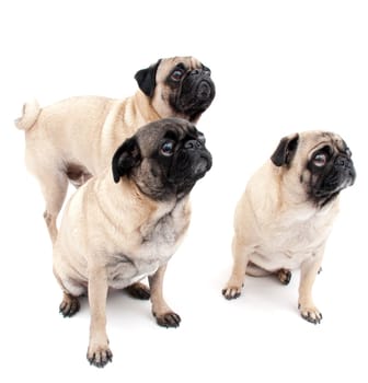 Three Pugs, Isolated on a White Background.