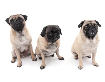 Three Pugs, Isolated on a White Background.