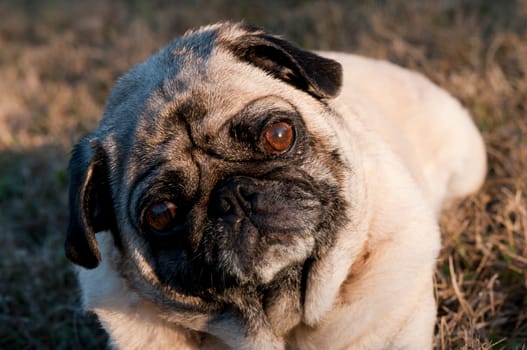 Pug Outside, Laying Down.