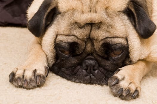 Pug Laying Down