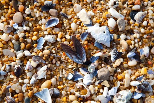 Close-up background of seashells on the sand on the beach