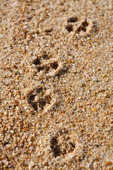 Close-up of dog&#039 s paw prints in sand on the beach