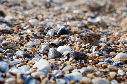 Close-up background of seashells on the sand on the beach