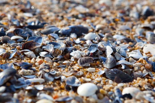 Close-up background of seashells on the sand on the beach
