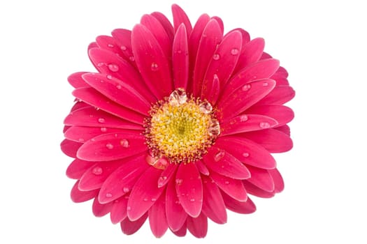 Single gerbera flower with water drops against white background