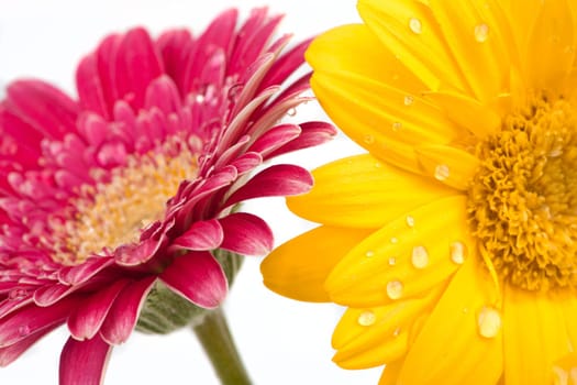 Two beautiful gerbera flowers with water drops