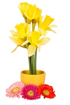 Easter decoration with daffodils and gerberas