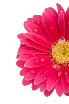 Close-up of a pink gerbera flower with drops of water