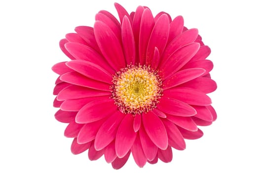 Single gerbera flower against white background