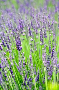 Close up of lavender field in Provence - France