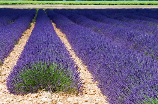 Beautiful purple lavender field in provence - France