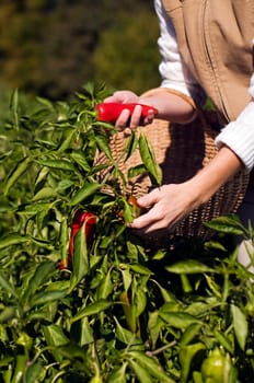 Young woman picking ripe peppers close up