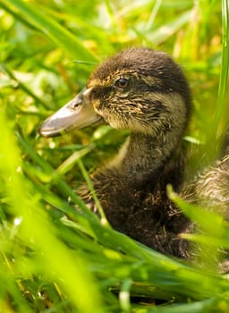 little bown duck on the grass close up