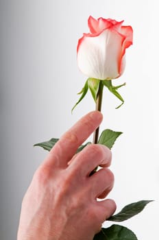 man hand holding rose close up shoot