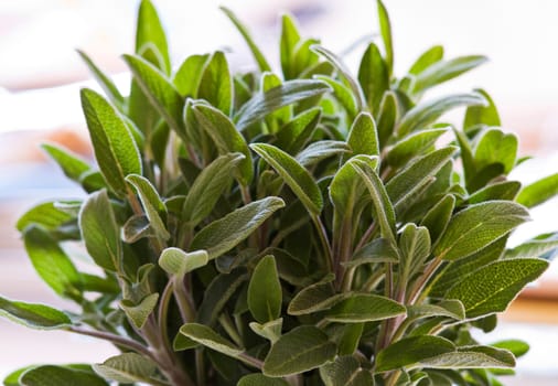 Green sage plant backlight close up shoot