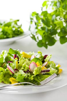 Fresh green salad on a plate close up