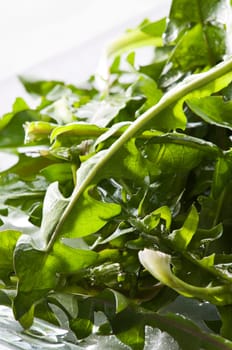 Fresh green dandelion salad close up shoot
