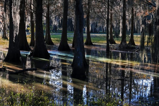 Florida - The Light in the Swamp