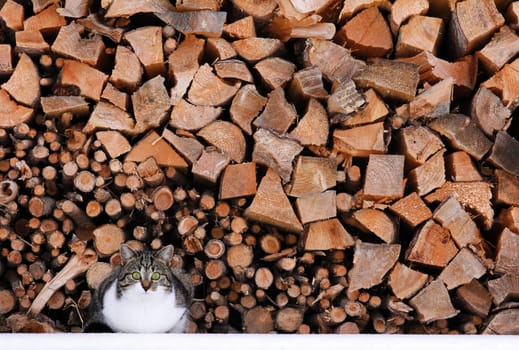 A small cat on a big pile of firewood