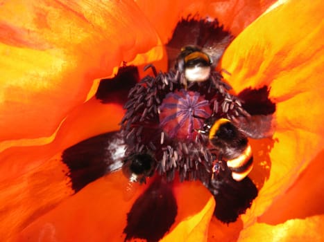Bees
