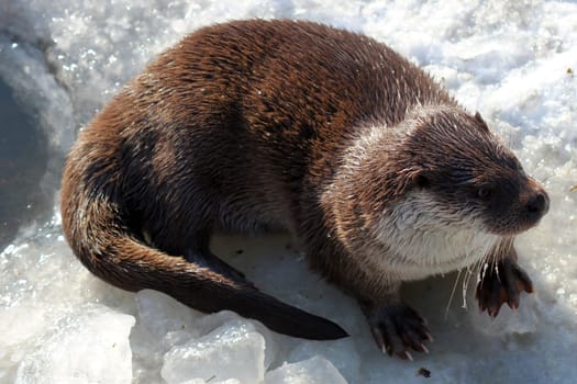 Male otter in winter