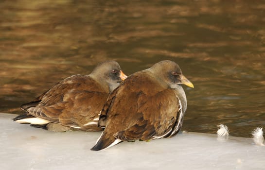 Pond Rails