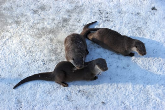 Three otters in the wintry Sababurg Zoo