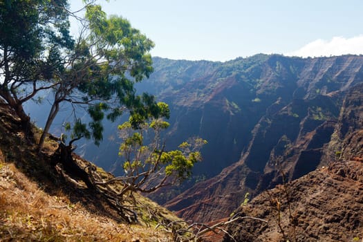 Early light illuminates the steep rock sides of Waimea Canyone on Kauai