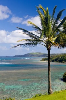 Palm tree frames sealodge and anini beach in Kauai with Kilauea lighthouse