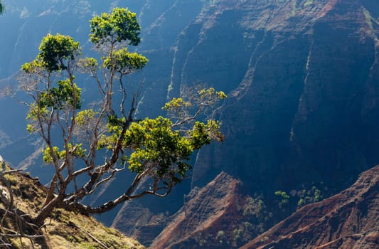 Early light illuminates the steep rock sides of Waimea Canyone on Kauai