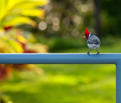 Red crested or brazilian cardinal bird on fence in garden near Kilauea bird sanctuary in Kauai